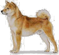 Shiba Inu